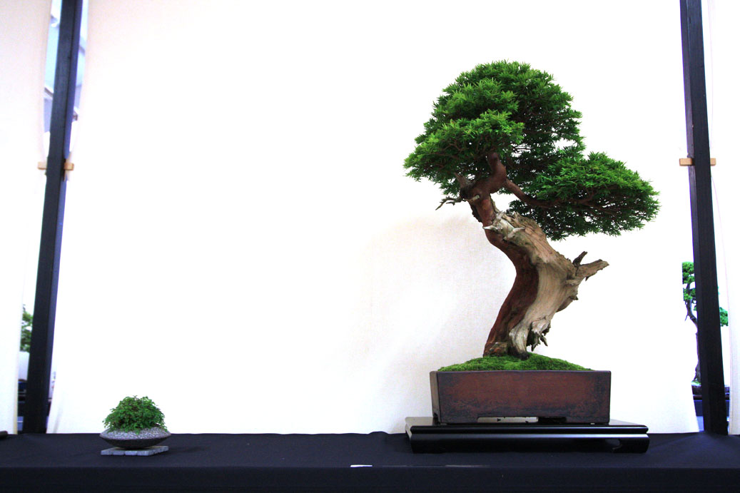 Bristol Bonsai Society Show