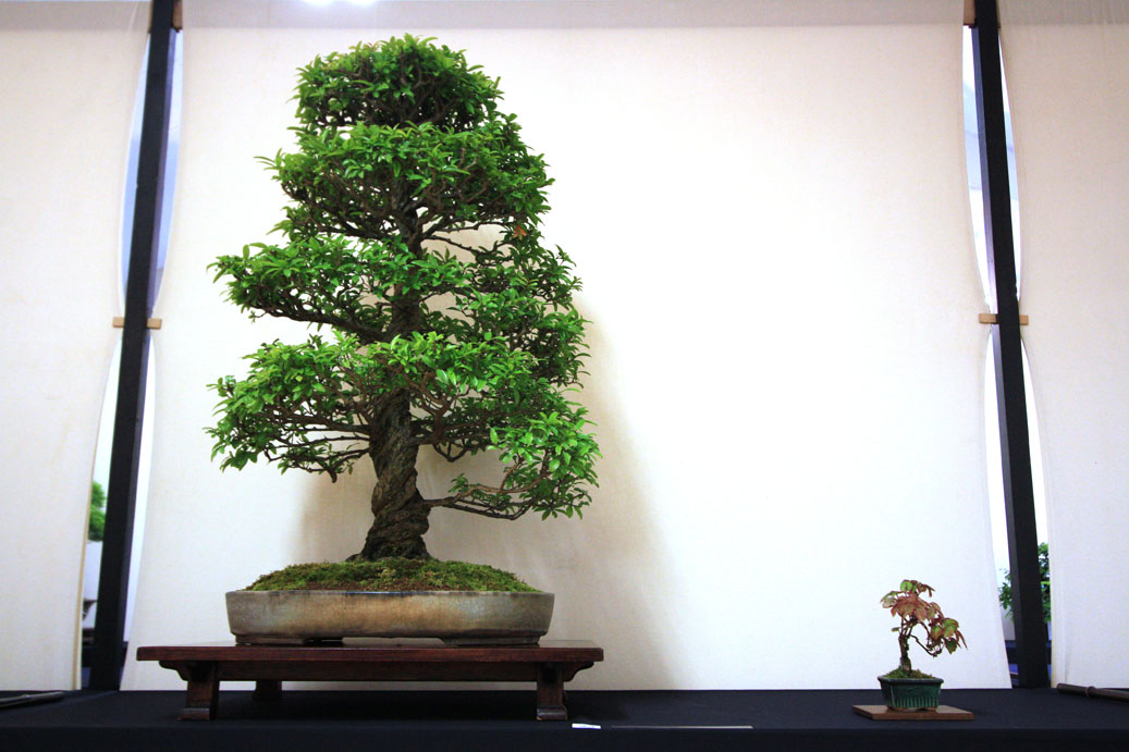 Bristol Bonsai Society Show