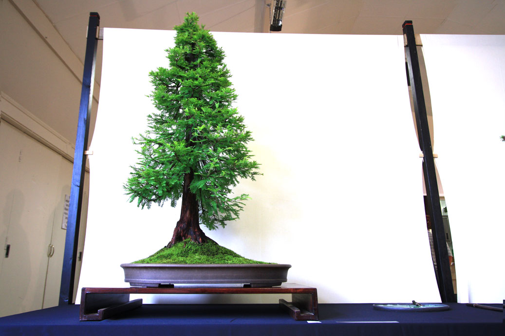 Bristol Bonsai Society Show Swindon & District Bonsai