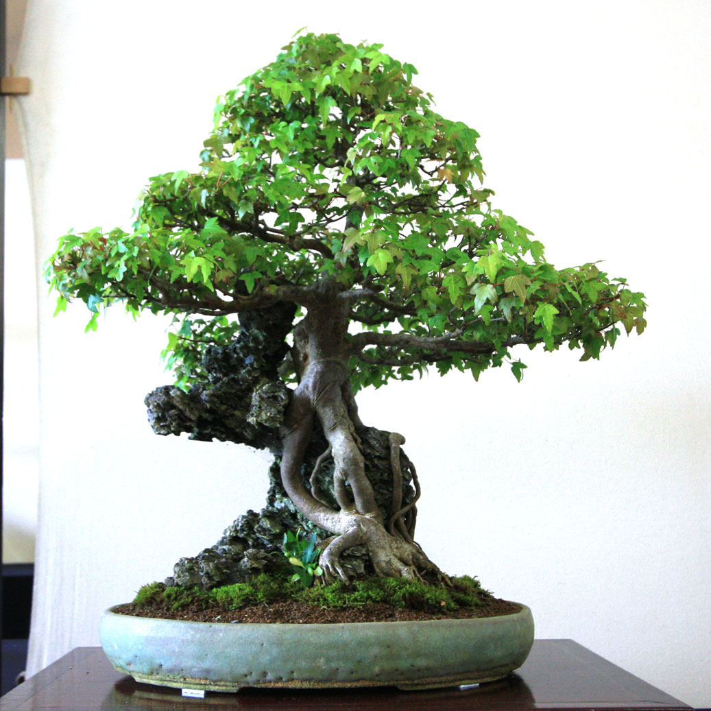 Bristol Bonsai Society Show