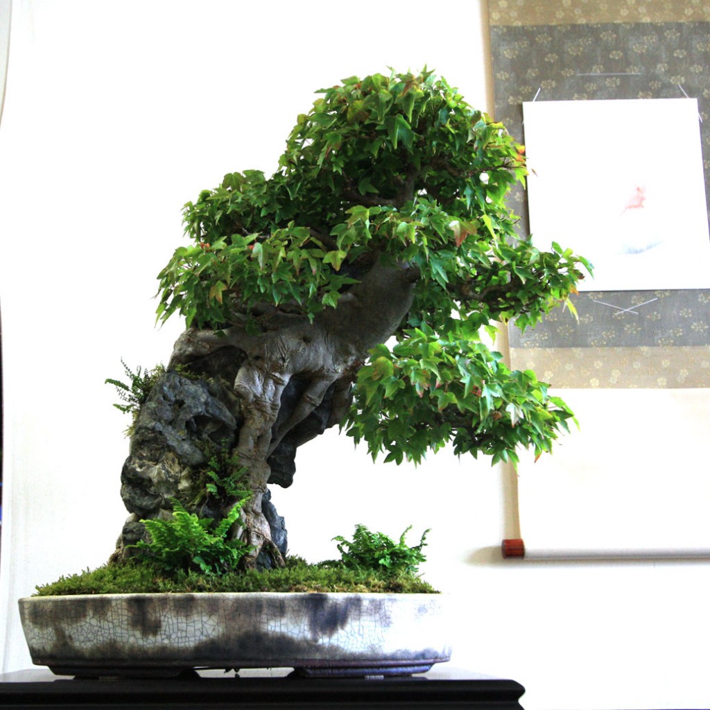 Bristol Bonsai Society Show
