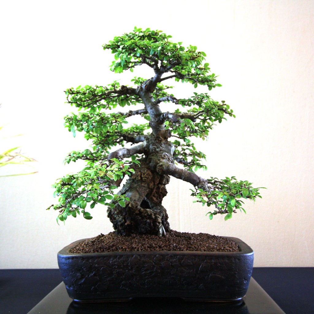 Bristol Bonsai Society Show