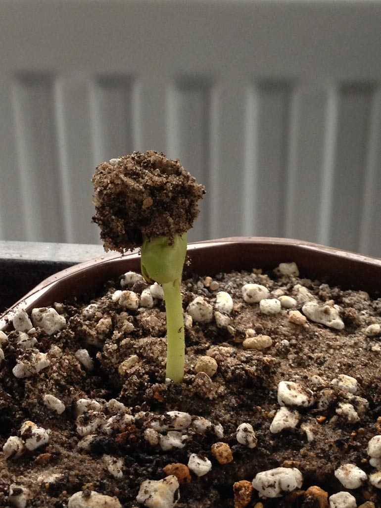 Growing Baobabs from seed