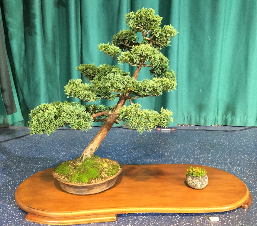 Conifers Heathrow Bonsai Show