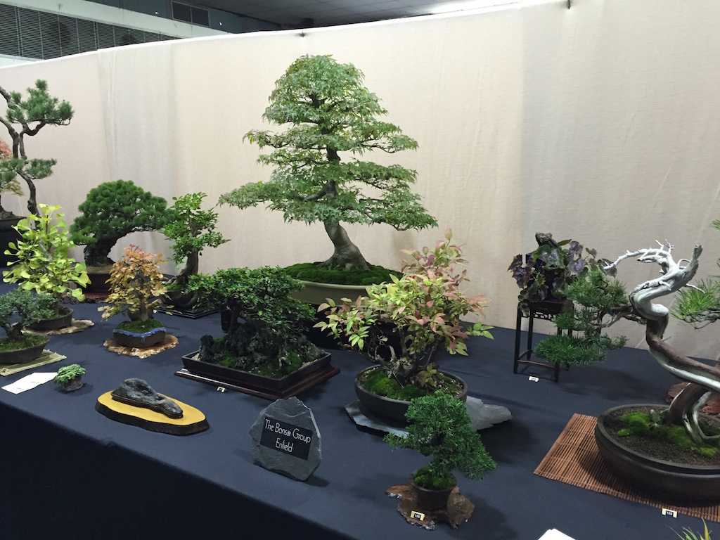 The Enfield Bonsai group_1