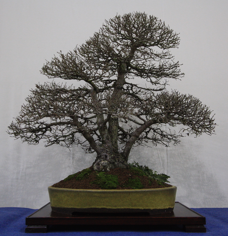 English Elm Swindon & District Bonsai