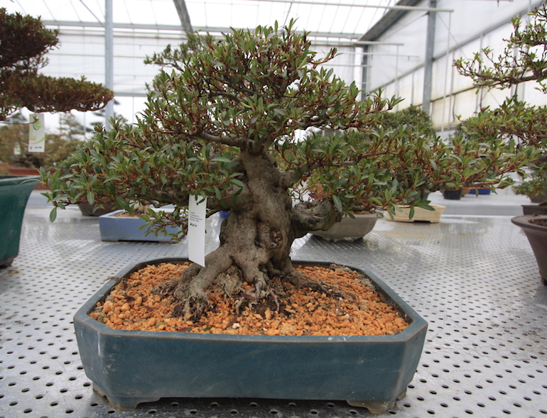 Azalea as bonsai Swindon & District Bonsai