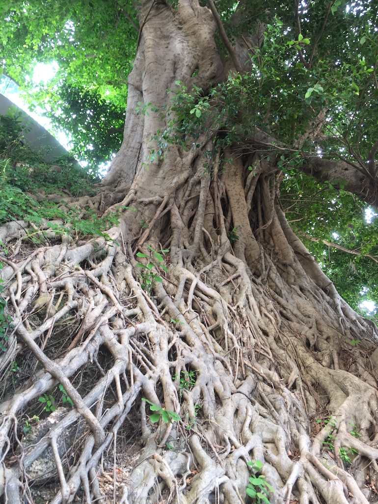 Hong Kong tree roots
