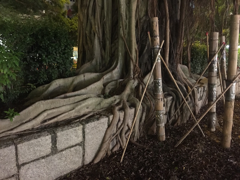 Hong Kong tree roots
