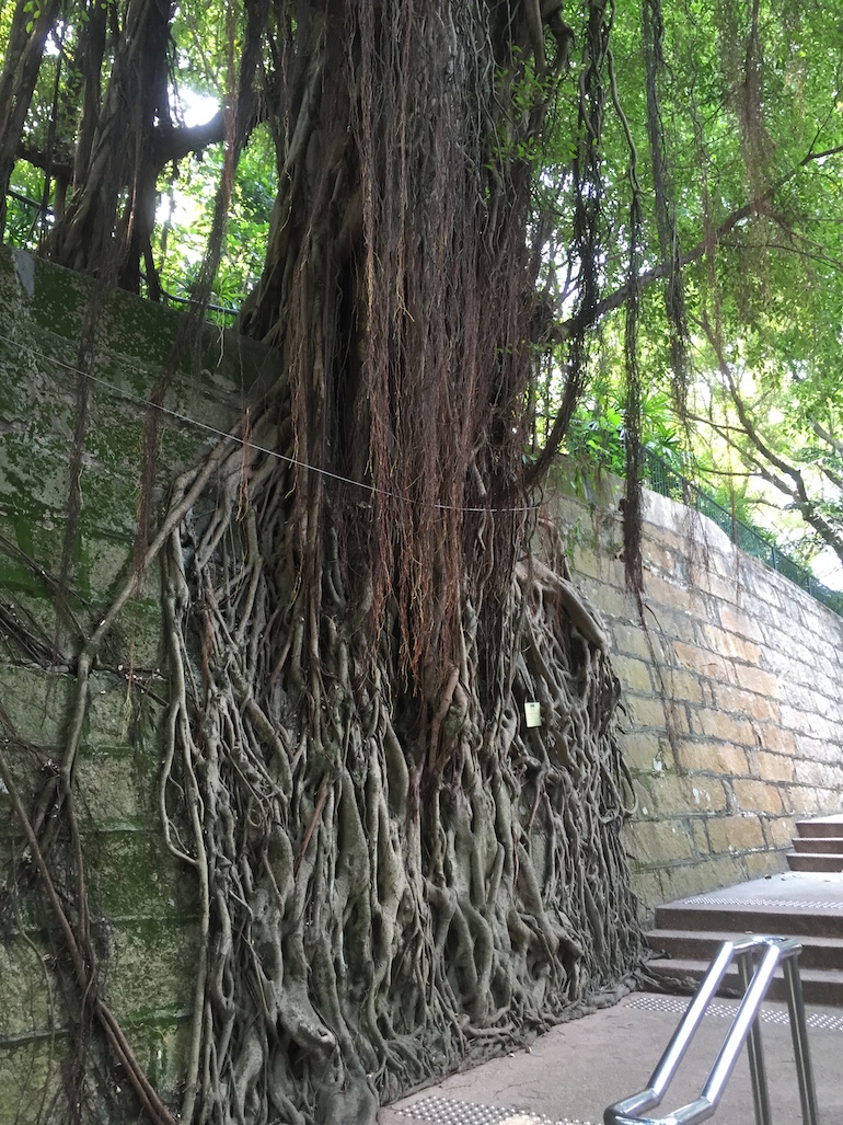 Hong Kong tree roots