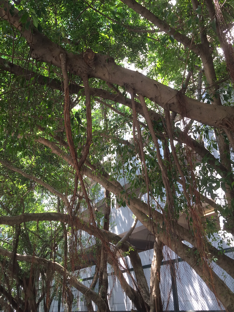 Hong Kong tree roots