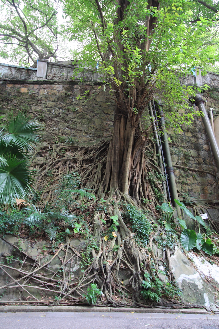 Hong Kong tree roots