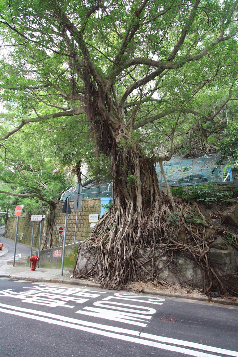 Hong Kong tree roots