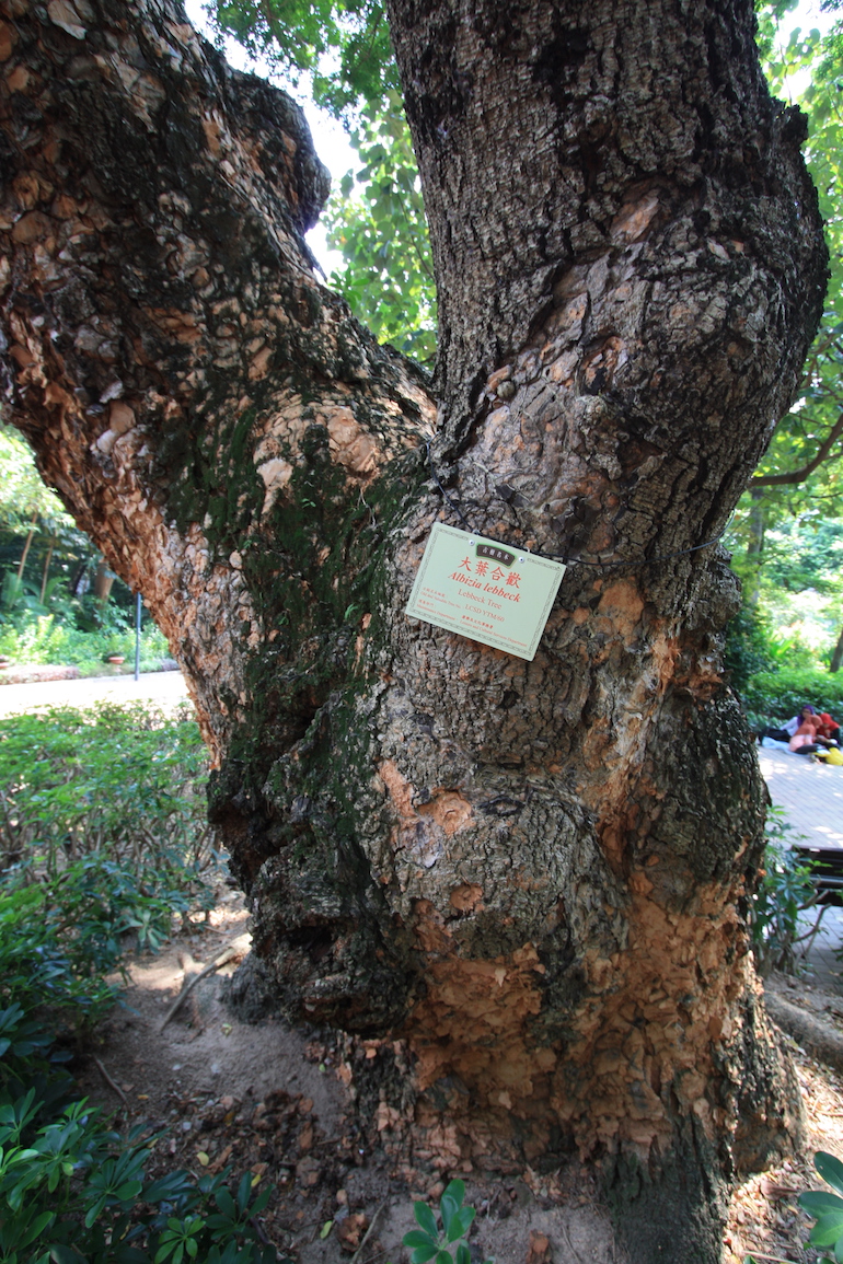 Hong Kong tree roots