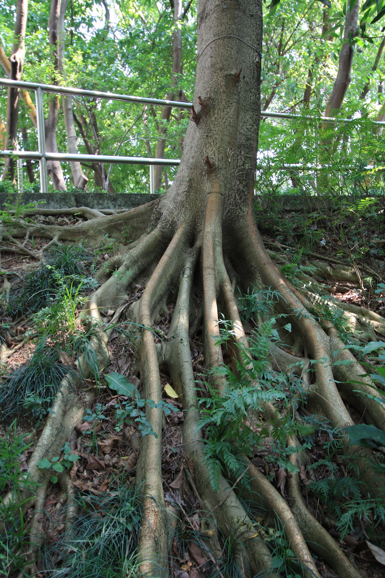 Hong Kong tree roots - Swindon & District Bonsai