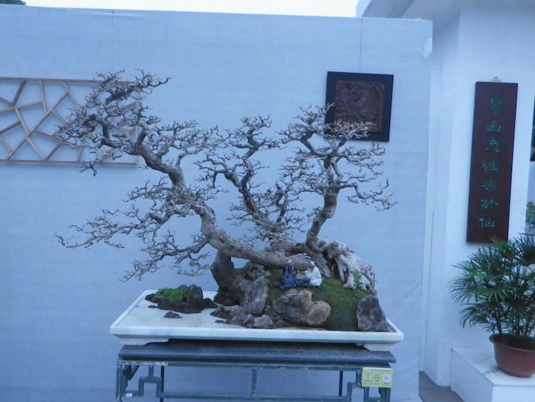 The Art of Lingnan Penjing Bonsai