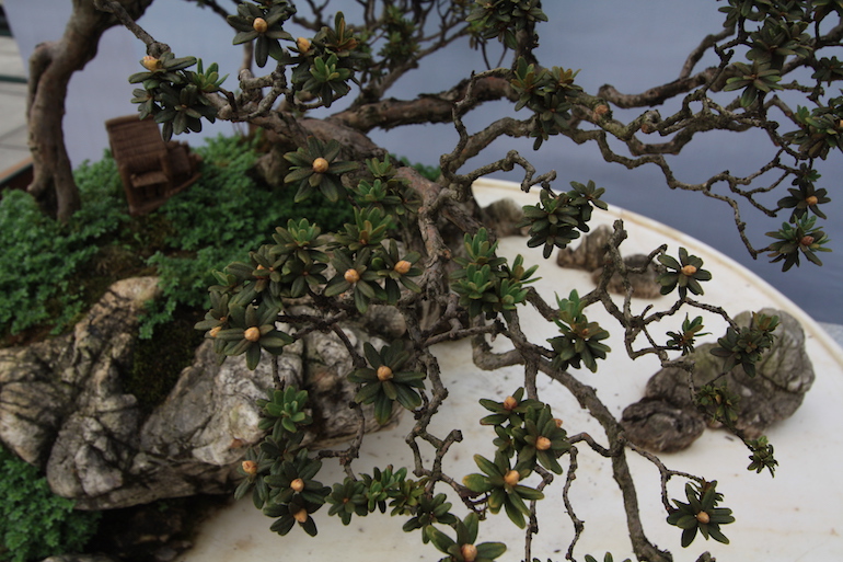 The Art of Lingnan Penjing Bonsai