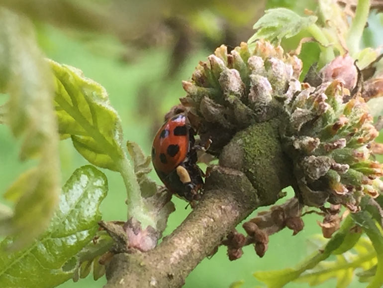 Natural Pest Control Swindon District Bonsai