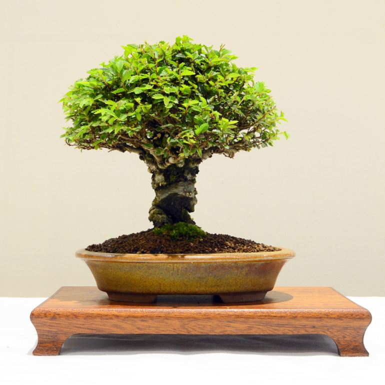 Bonson Tree June tree of the month - Swindon & District Bonsai