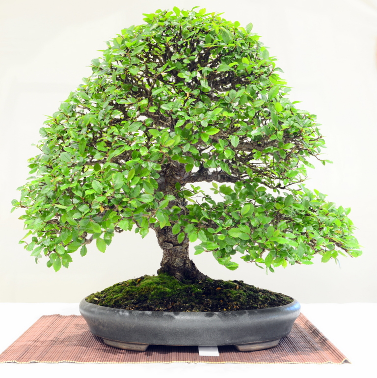 Bonson Tree June tree of the month - Swindon & District Bonsai