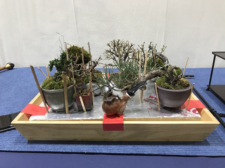 Swindon Winter Image Bonsai Show set up Swindon & District Bonsai