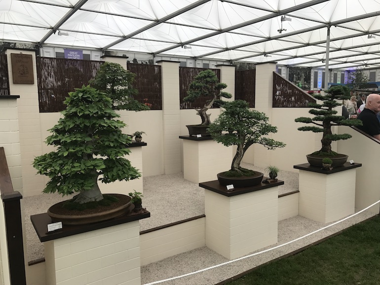 Derbyshire Bonsai win Gold Chelsea
