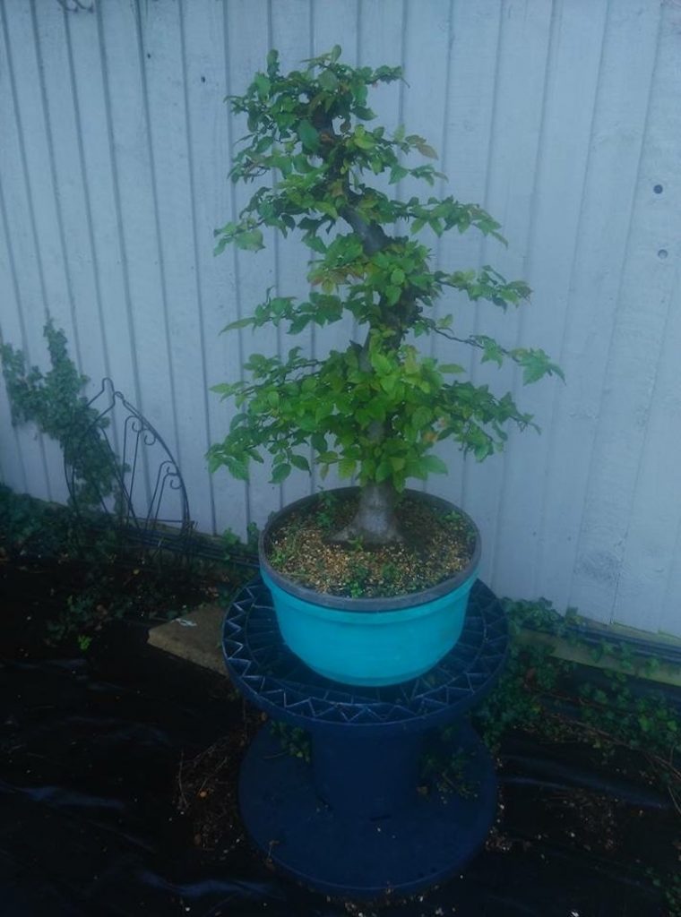 Your chance to buy and sell bonsai trees