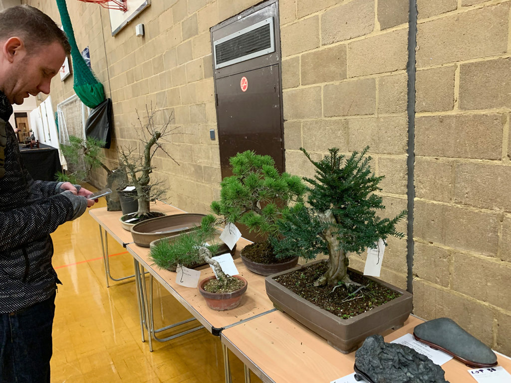UK Bonsai Auction 2019 Swindon & District Bonsai