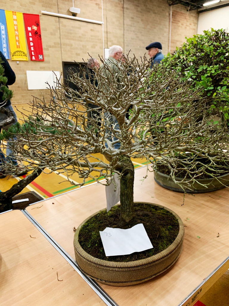 UK Bonsai Auction 2019