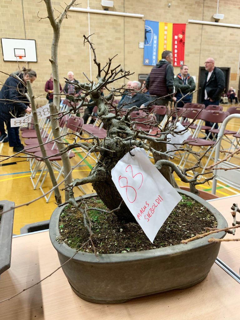 UK Bonsai Auction 2019 Swindon & District Bonsai