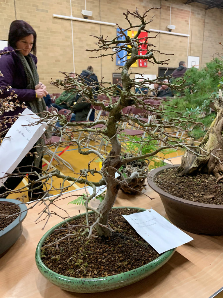 UK Bonsai Auction 2019