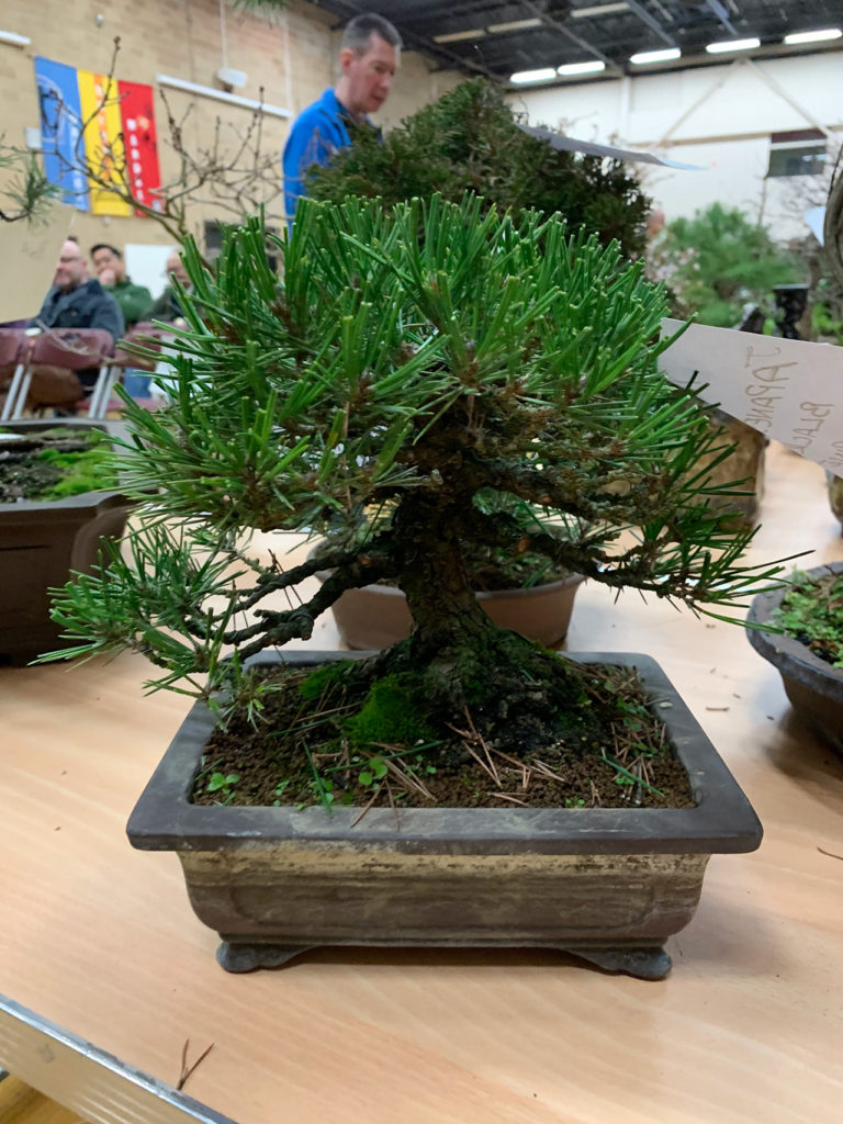 UK Bonsai Auction 2019