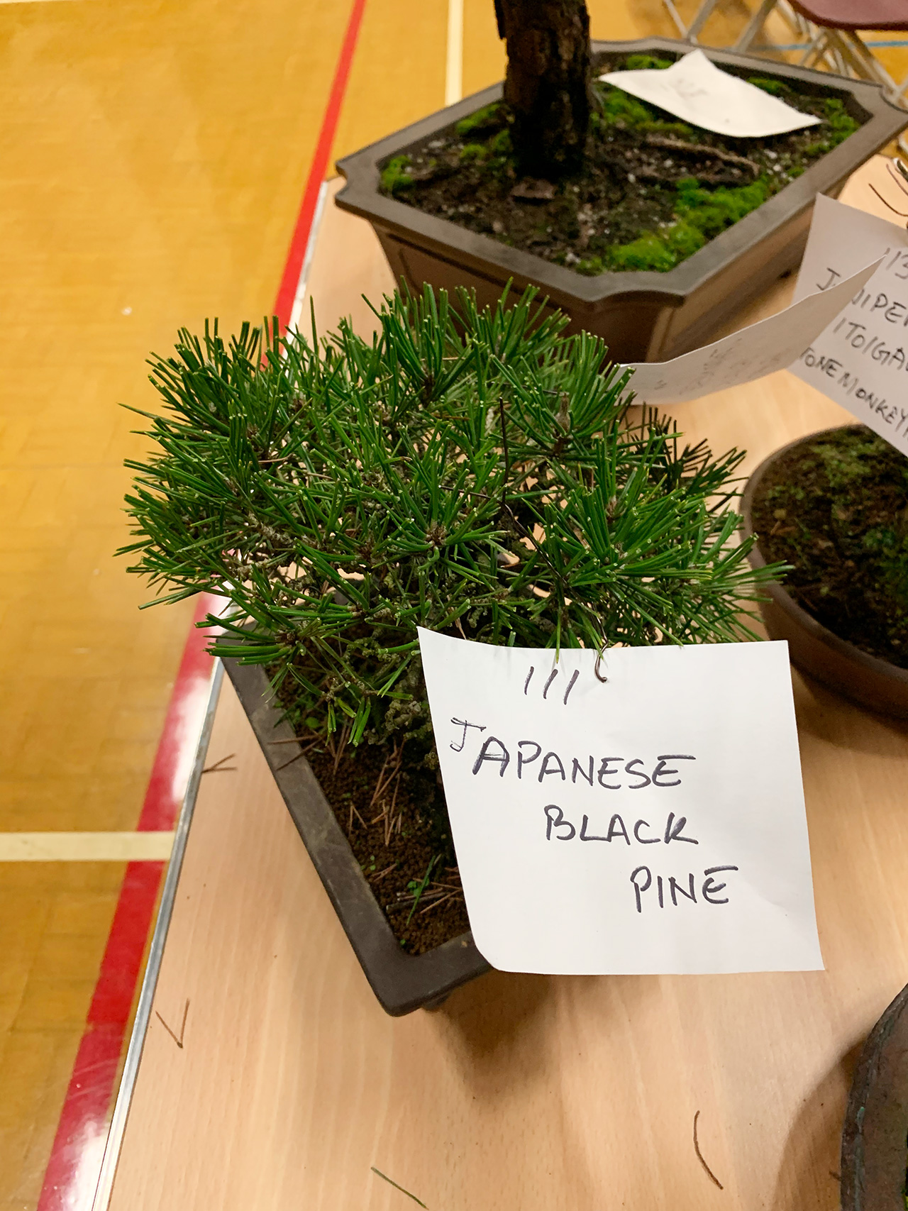 UK Bonsai Auction 2019
