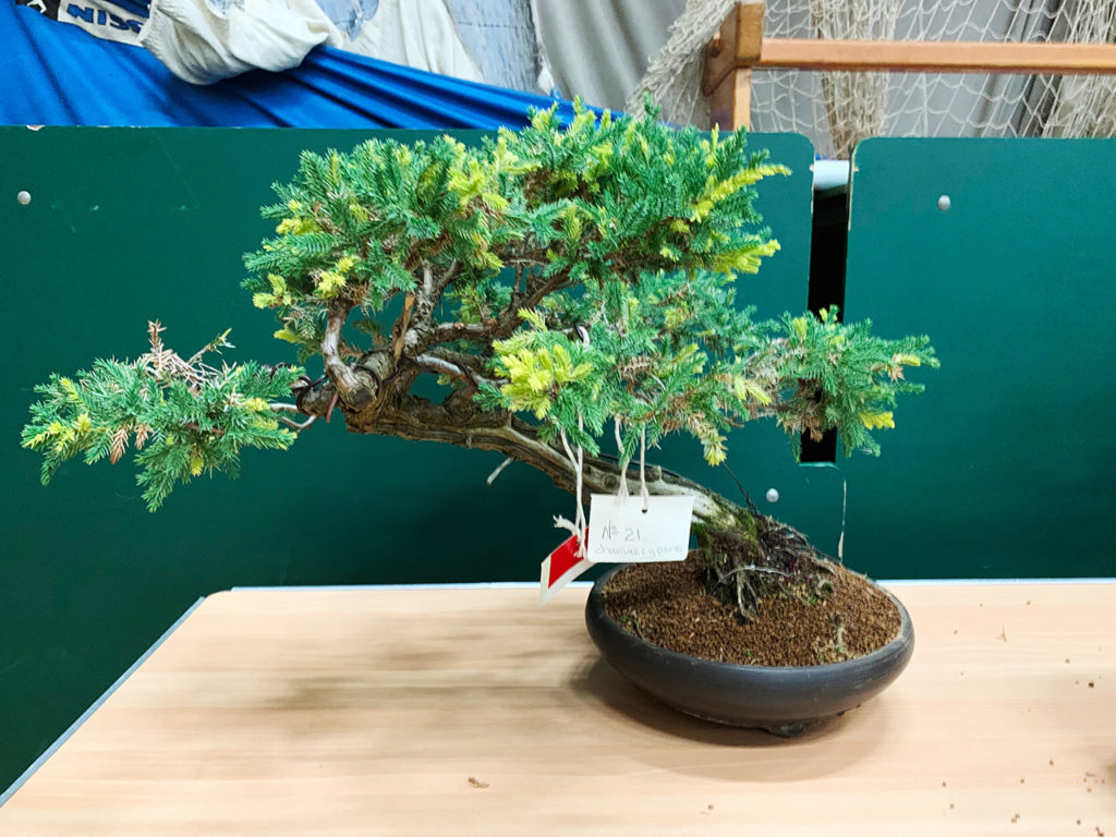 UK Bonsai Auction 2019 Swindon & District Bonsai
