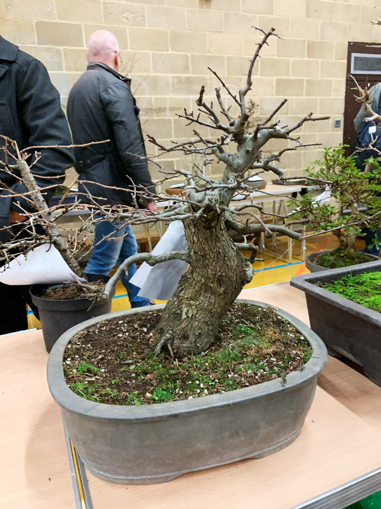 UK Bonsai Auction 2019