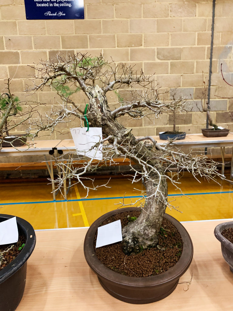 UK Bonsai Auction 2019