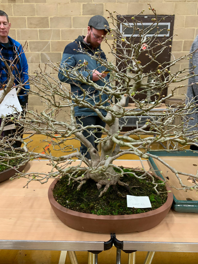 UK Bonsai Auction 2019