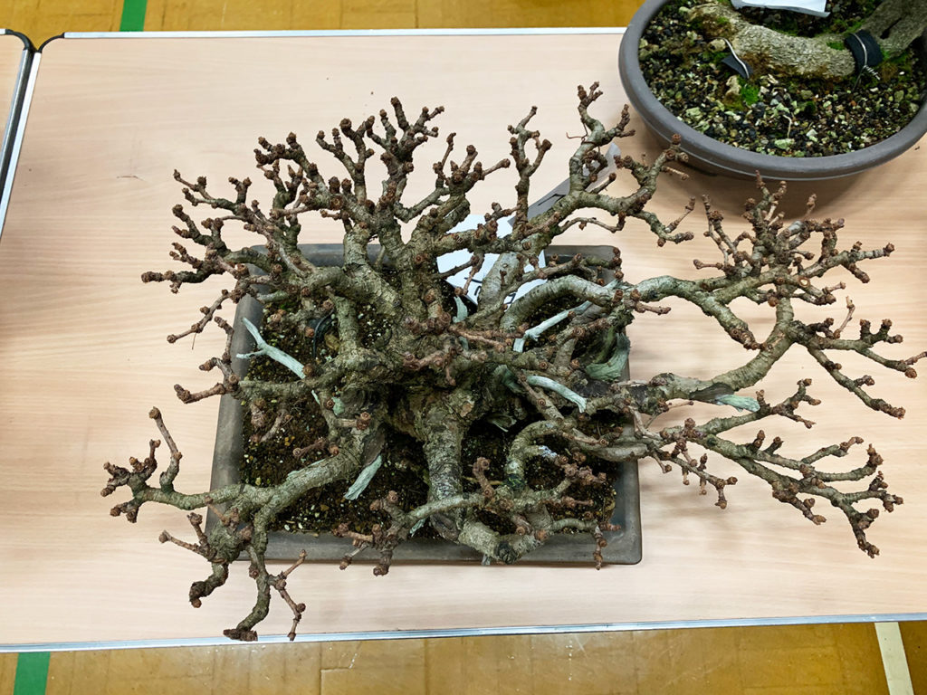 UK Bonsai Auction 2019 Swindon & District Bonsai