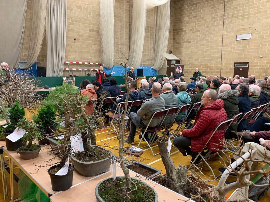 UK Bonsai Auction 2019 Swindon & District Bonsai