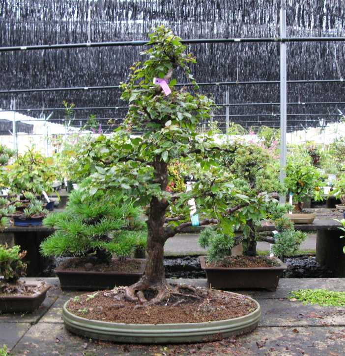 Lee Verhorevoort Bonsai Swindon & District Bonsai