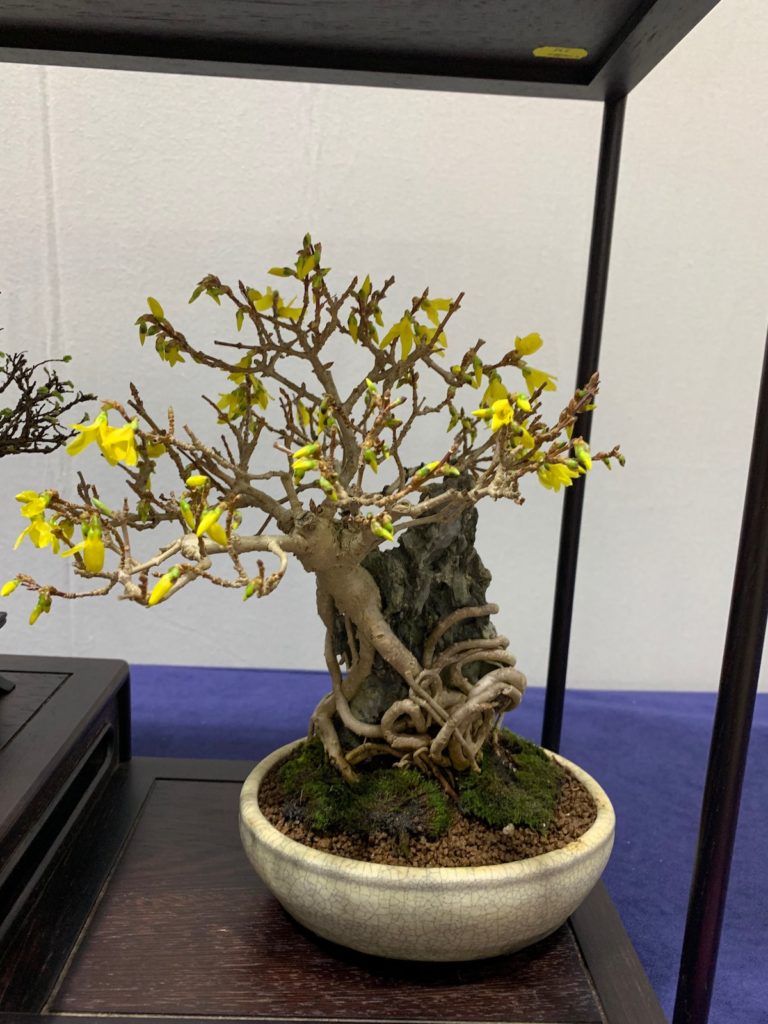 Bonsai flowers - Swindon & District Bonsai