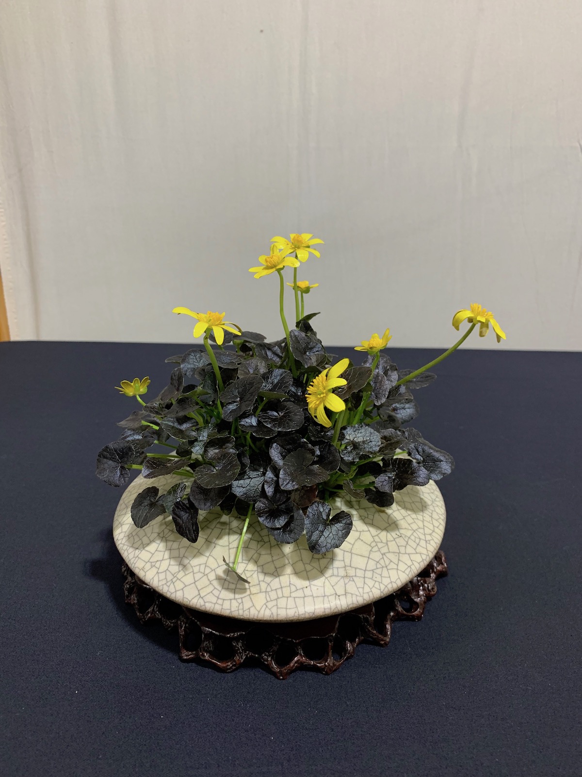 Bristol Bonsai Society