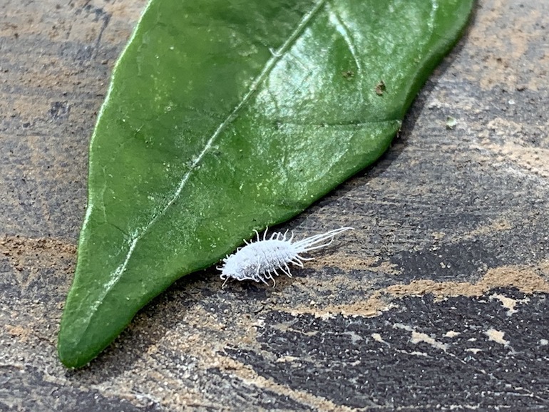 Bonsai tree health and pest problems like Mealy bug Swindon & District Bonsai