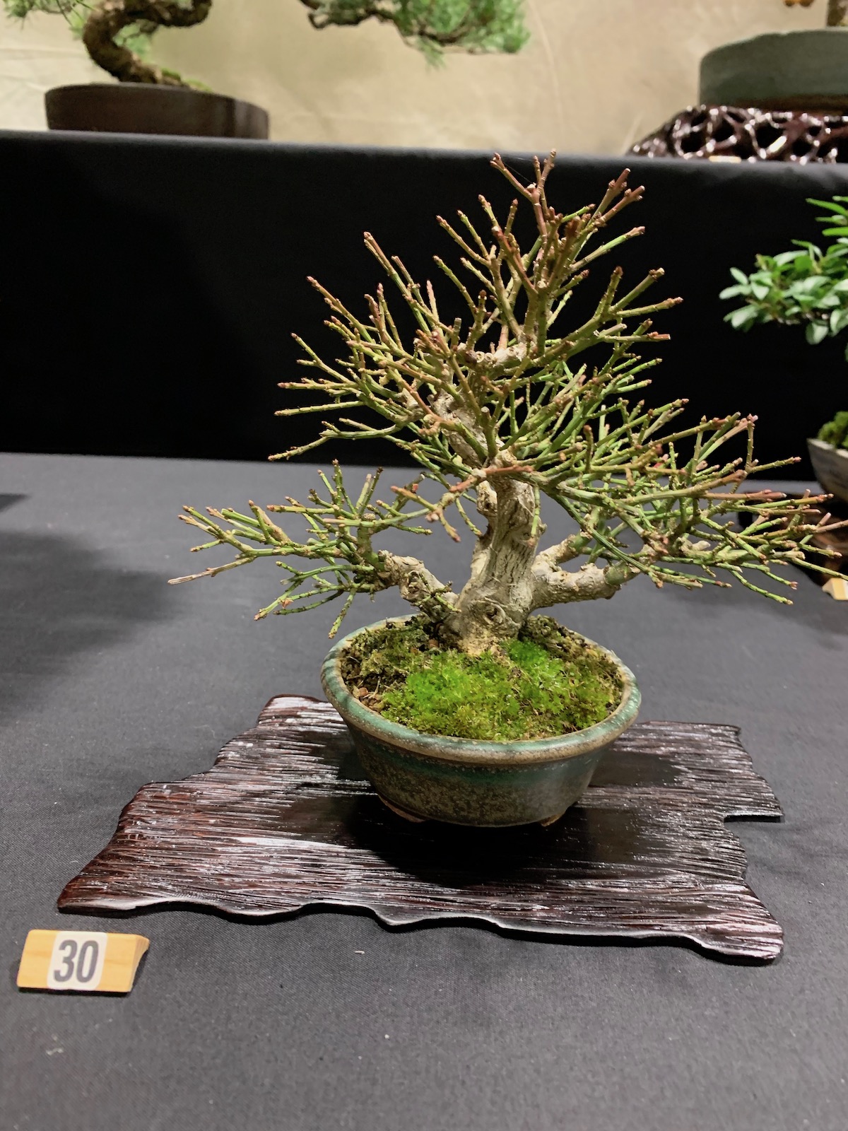 10th Heathrow Bonsai Show