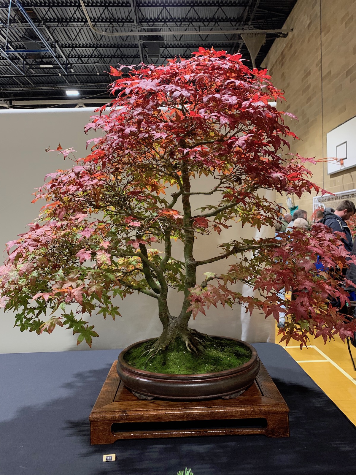 10th Heathrow Bonsai Show