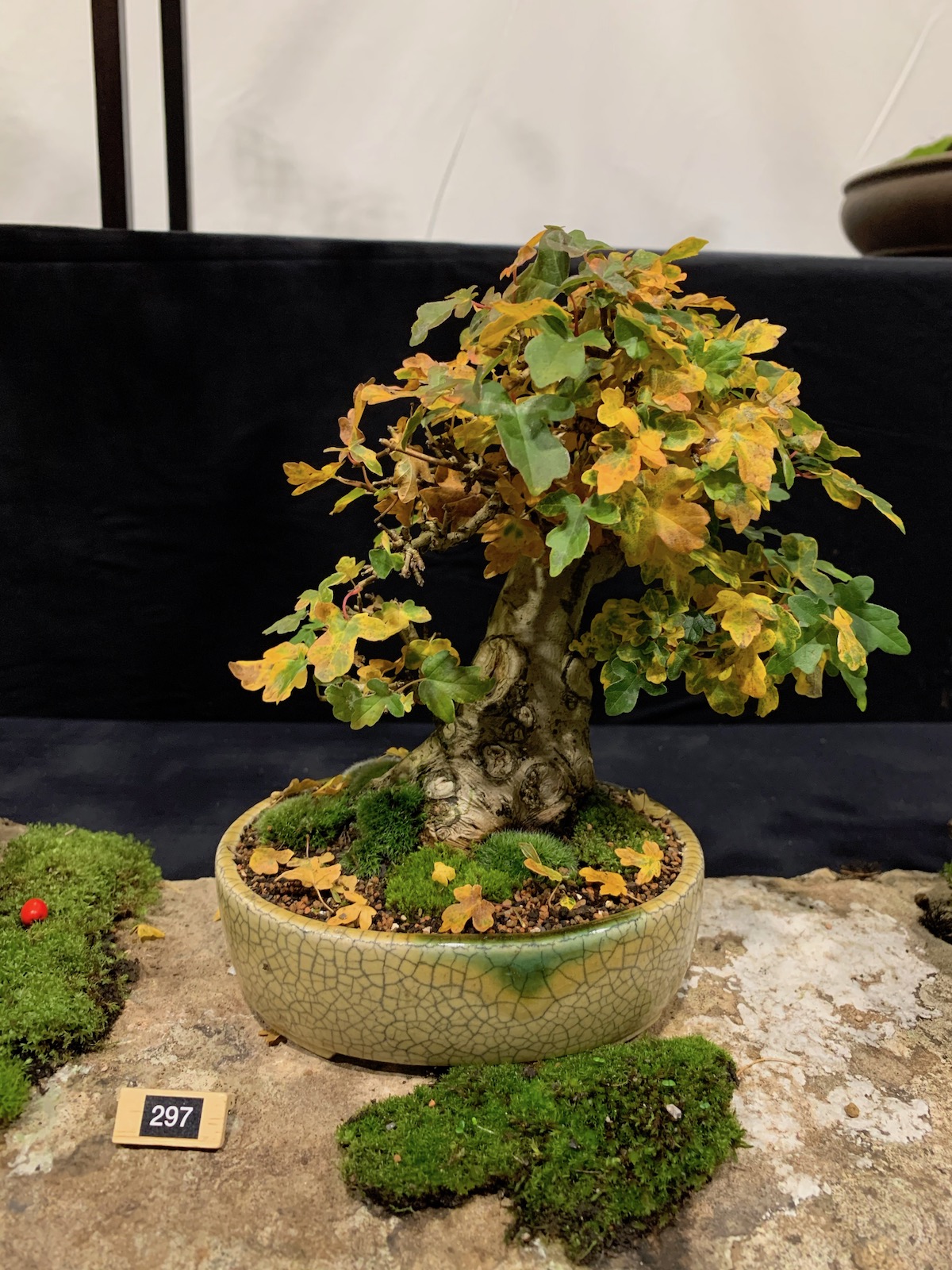 10th Heathrow Bonsai Show