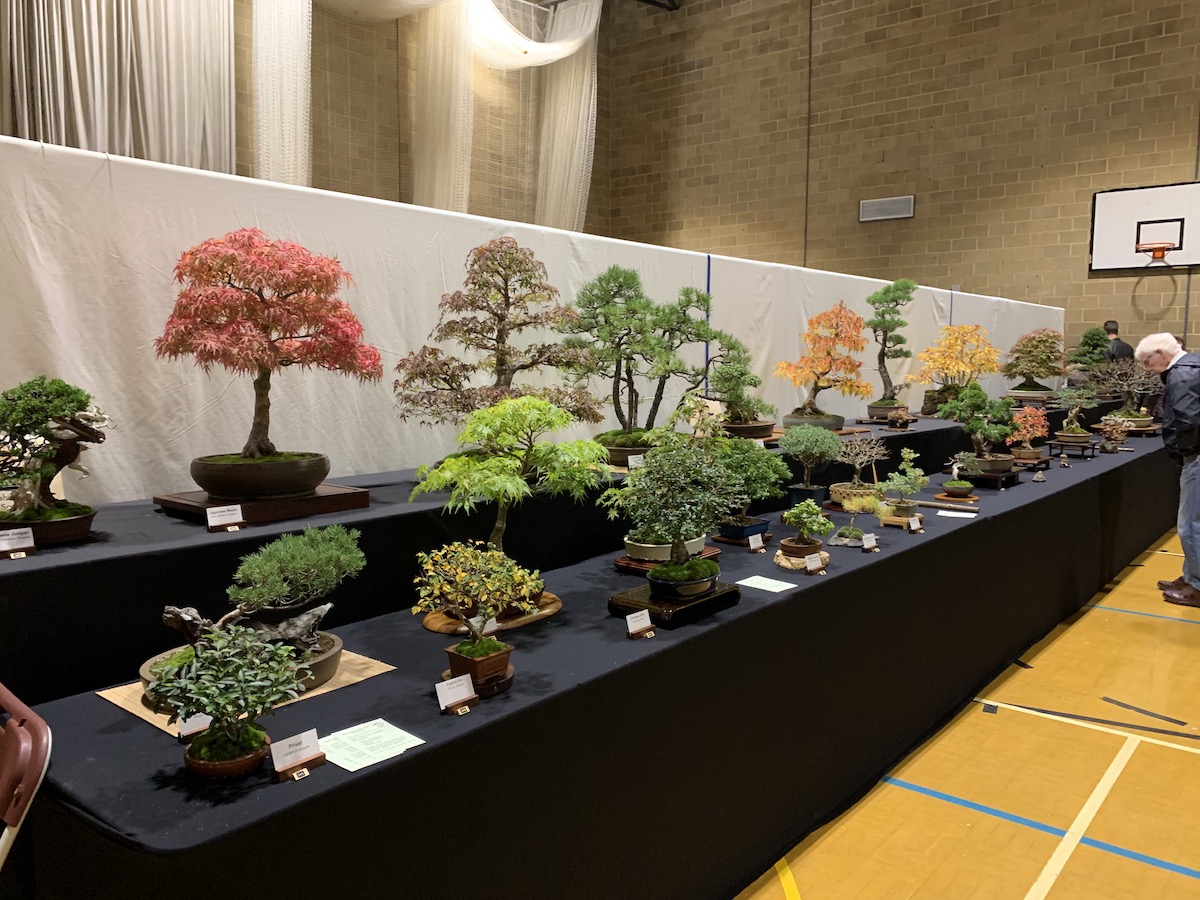 10th Heathrow Bonsai Show