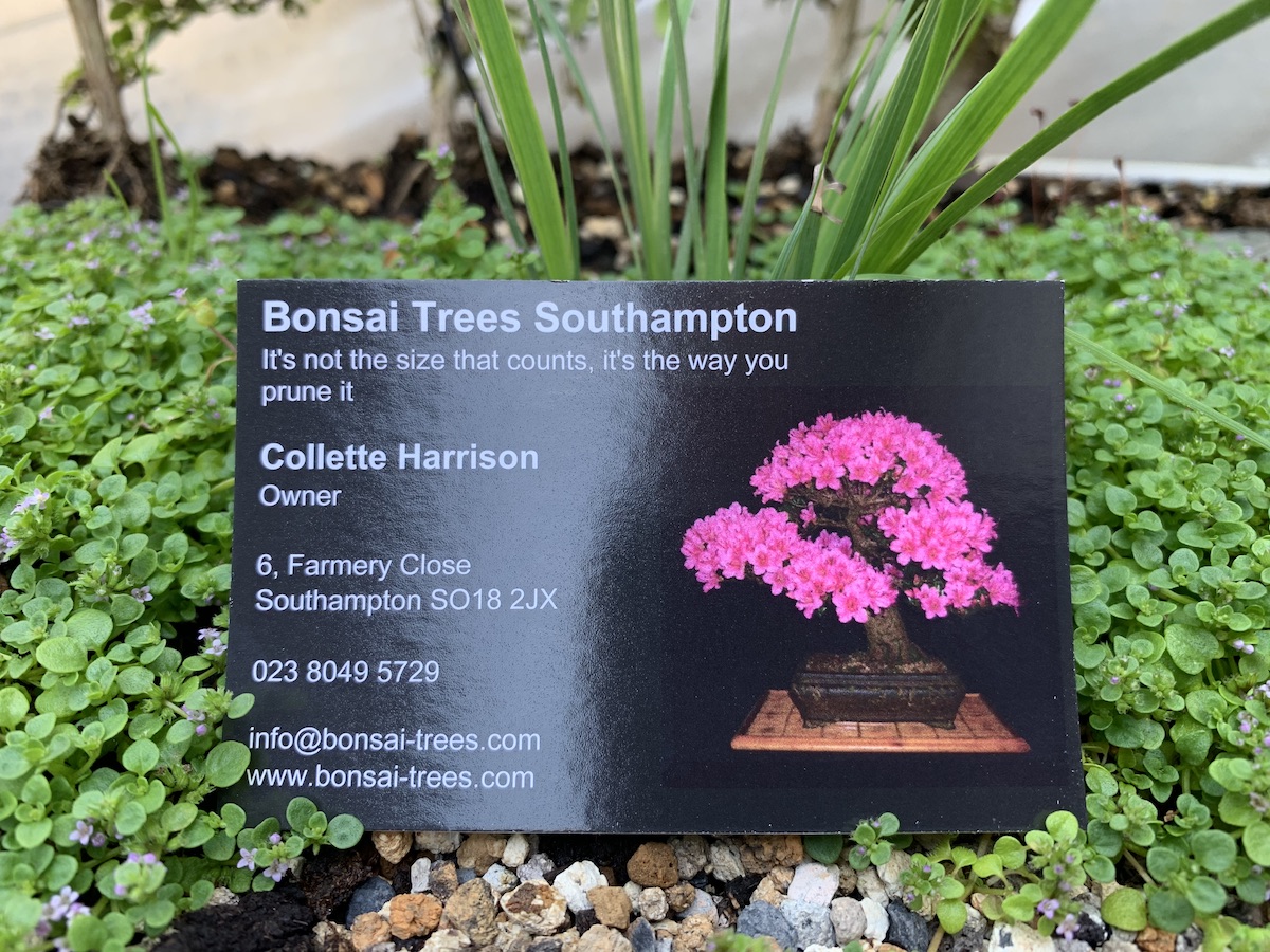 Collette Bonsai Trees Southampton