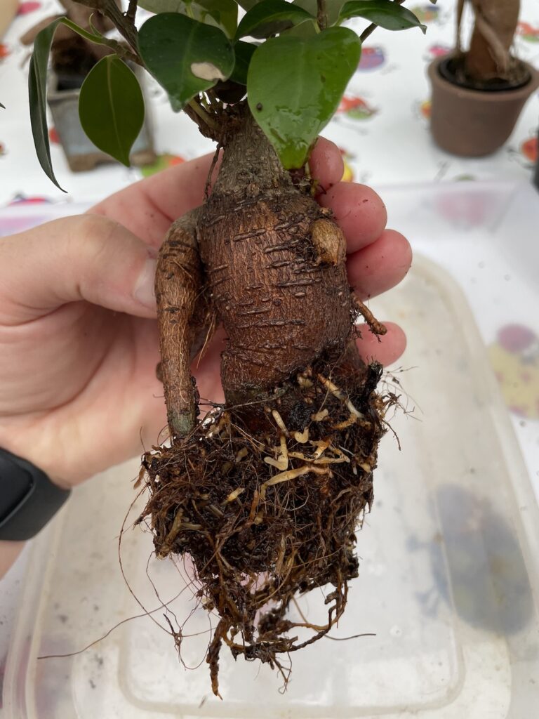 Fun with Ficus Ginseng LaptrinhX / News