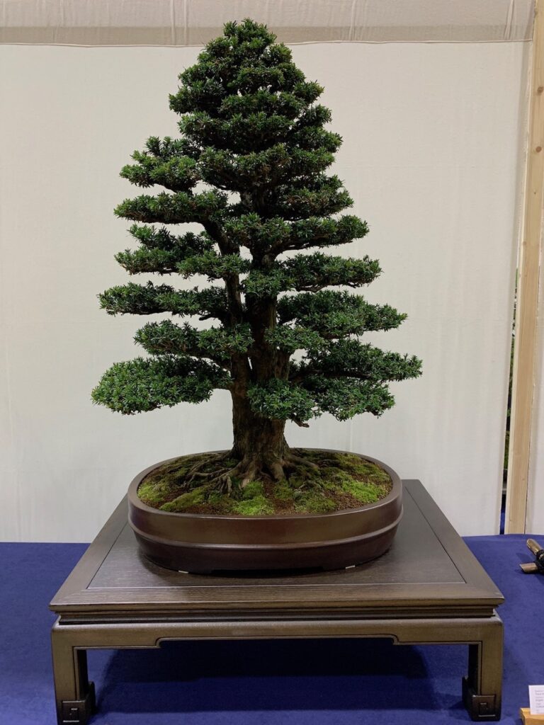 Taxus baccata English Yew Swindon & District Bonsai